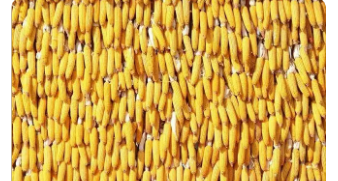 玉米生产
